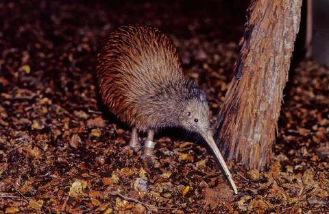 Kiwi (bird) Stock Photos