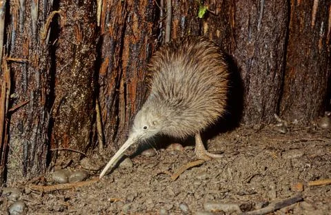 Kiwi (bird) Stock Photos