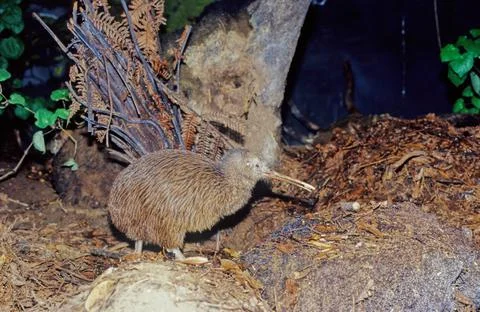 Kiwi (bird) Foto stock