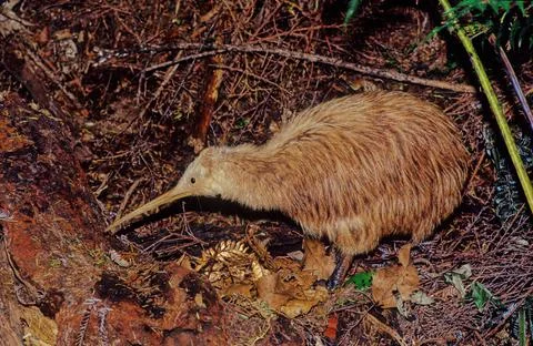 Kiwi (bird) Stock Photos