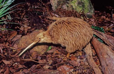 Kiwi (bird) Stock Photos