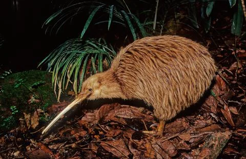 Kiwi (bird) Stock Photos