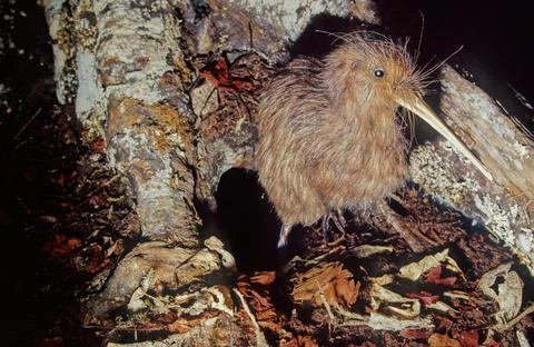 Kiwi (bird) Stock Photos