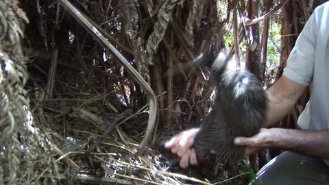 Kiwi bird put into its burrow Stock Footage 92785342