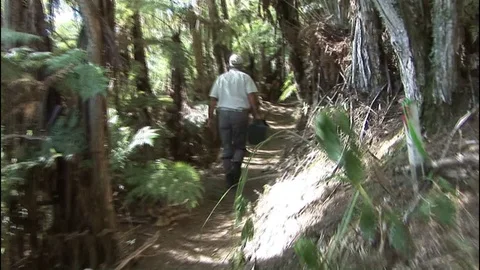 Kiwi bird search Stock Footage 92786516