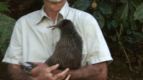 Kiwi bird in the wild Stock Footage 92782837