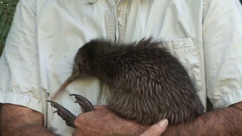 Kiwi bird in the wild Video stock 92785033