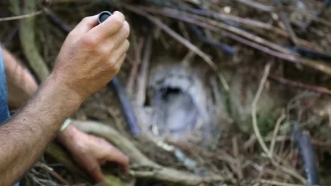 Kiwi burrow Stock Footage 92786366