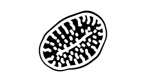 Kiwi dried fruit glyph icon animation Stock Footage 326745630