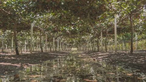 Kiwi field farm after watering Stock Photos