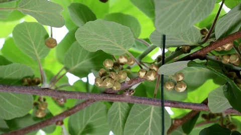 Kiwi flowers in the foreground Stock Footage 74628373