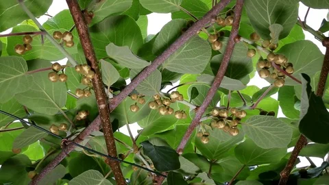 Kiwi flowers in the foreground 库存影片 74628377