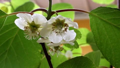 Kiwi flowers in garden 库存影片 74628367