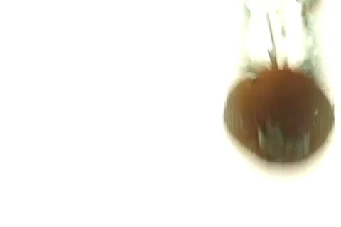 Kiwi Stock Footage 1092322