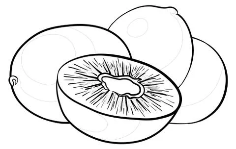 Kiwi fruit, contours Stock Illustration