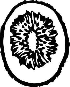 Kiwi fruit in a cut. Graphics. Hand drawing. Vector stock illustration isolat Stock Illustration