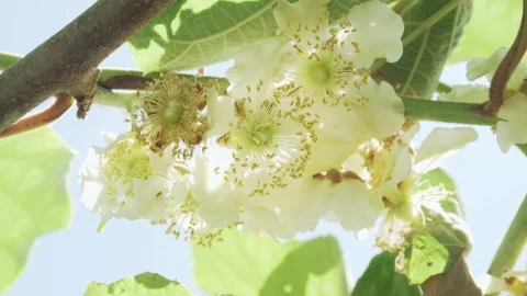 Kiwi fruit flower in bloom on tree Stock-Footage 131032880