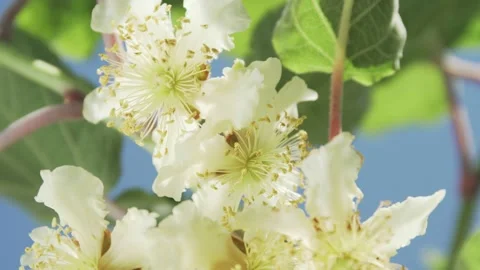 Kiwi fruit flower in bloom on tree Stock-Footage 131032907