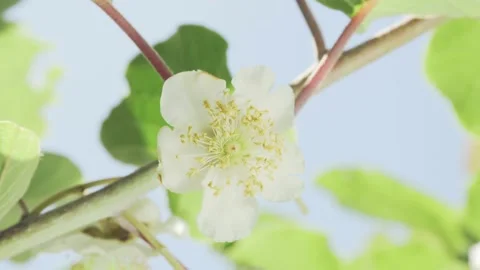 Kiwi fruit flower in bloom on tree 스톡 동영상 131033105