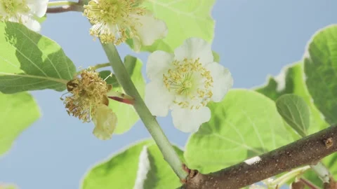 Kiwi fruit flower in bloom on tree Video stock 131033195