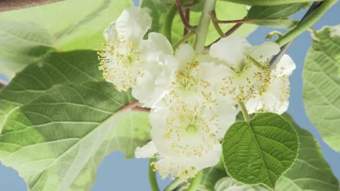 Kiwi fruit flower in bloom on tree Video stock 131033295