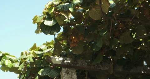 Kiwi fruit growing on a vine in rural Portugal, slow tilt down. Stock Footage 116791253