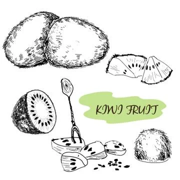 Kiwi fruit Stock Illustration