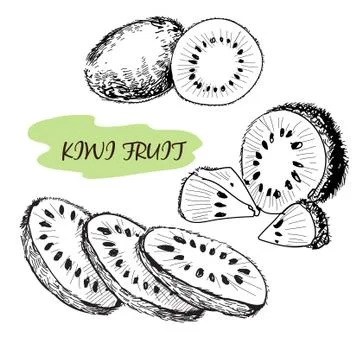 Kiwi fruit Stock Illustration