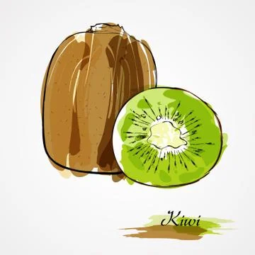 Kiwi fruit Stock Illustration