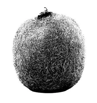 Kiwi fruit Stock Illustration