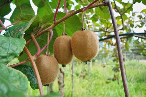 Kiwi fruit Stock Photos