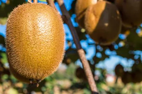 Kiwi fruit Stock Photos
