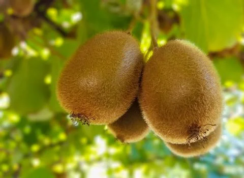 Kiwi Fruit Stock Photos