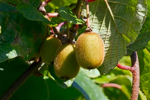 Kiwi Fruit Stock Photos
