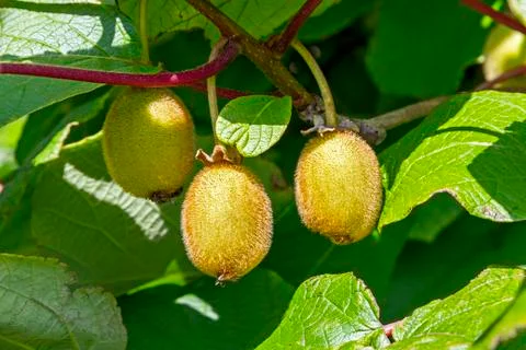 Kiwi Fruit Stock Photos