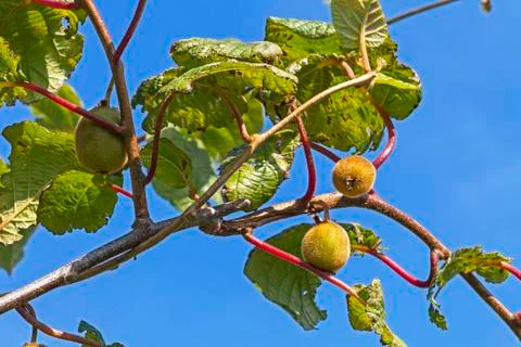 Kiwi Fruit Stock Photos