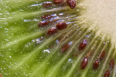 Kiwi fruit Stock Photos