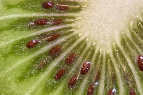 Kiwi fruit Stock Photos
