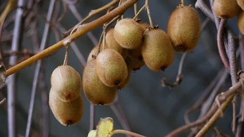 Kiwi fruit on the plant 스톡 동영상 82319067