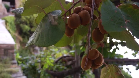 Kiwi fruit on a tree Stock-Footage 73268096