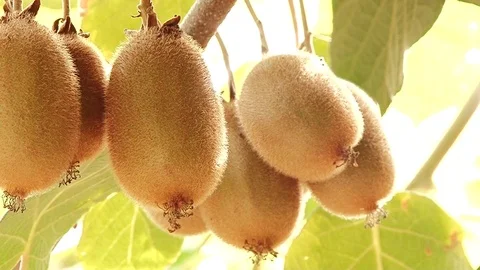 Kiwi fruit on the tree Stock Footage 73319461