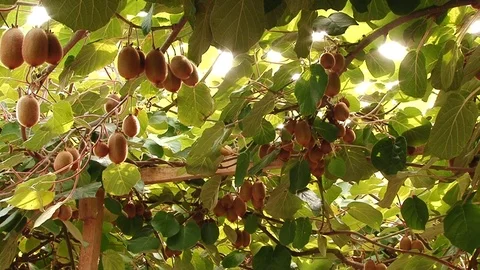 Kiwi fruit on a tree Stock Footage 73319463