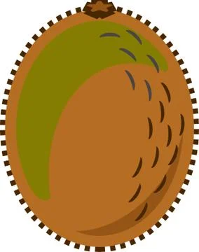 Kiwi Fruit Vector Isolated Stock Illustration