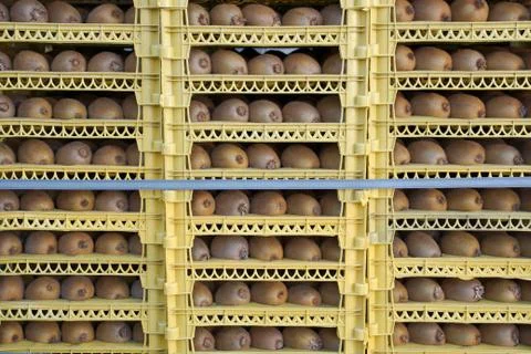 Kiwi harvest. stack of boxes with fresh kiwi. Stock Photos