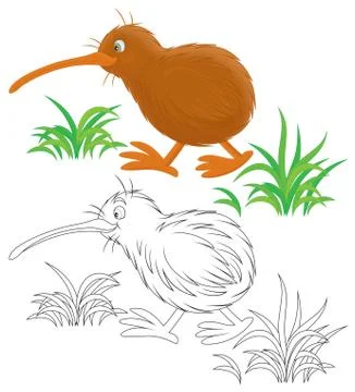 Kiwi Stock Illustration
