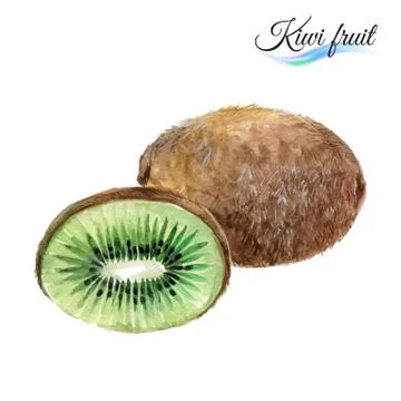 Kiwi Stock Illustration