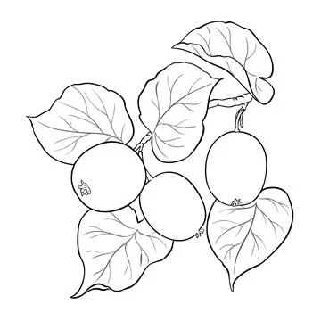 Kiwi isolated Stock Illustration