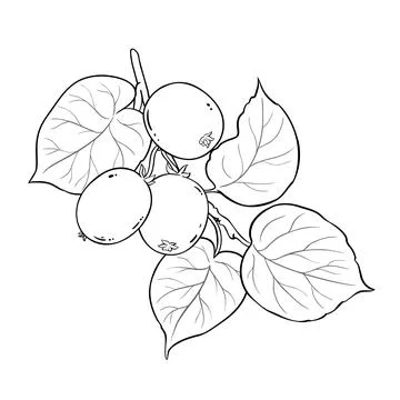 Kiwi isolated Stock Illustration