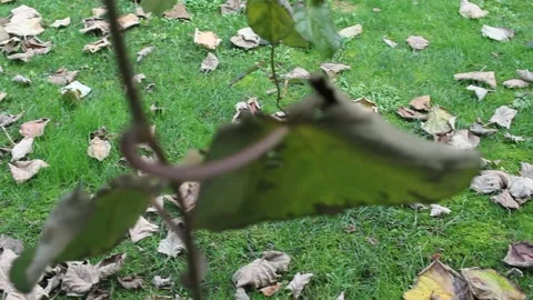 Kiwi leaves on the grass Video stock 236798436