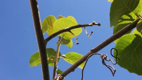 Kiwi leaves moved by the wind Stock Footage 237526965